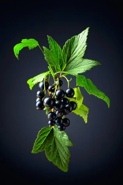 Zweig Schwarzer Johannisbeere Mit Blättern Und Reifen Saftigen Beeren Auf — Stockfoto