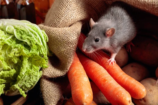 Rat Old Wooden Table Vegetables Kitchen Utensils — Stock Photo, Image