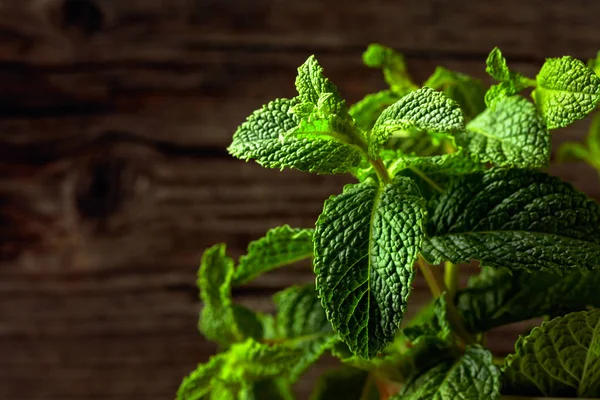 Cresce Menta Vecchio Sfondo Legno Concentrazione Selettiva Copia Spazio — Foto Stock