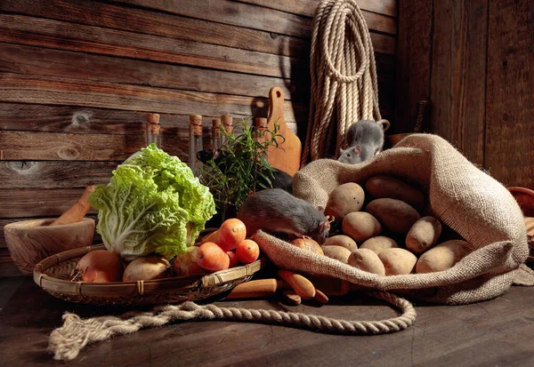 Rats Old Wooden Table Vegetables Kitchen Utensils — Stock Photo, Image