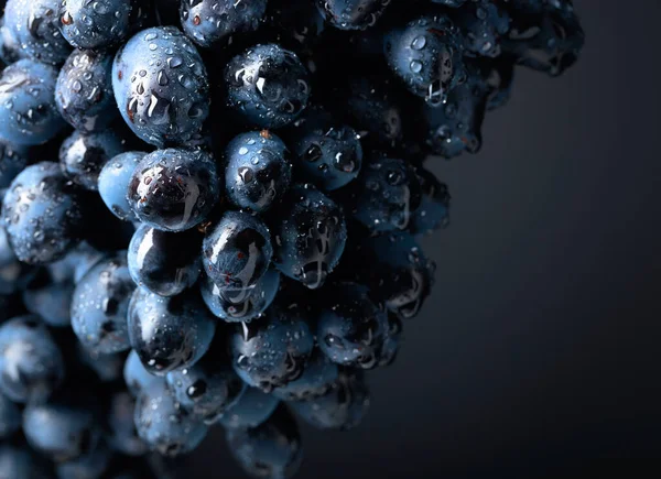 Wet Dark Blue Grapes Black Background Copy Space — Stock Photo, Image