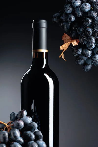 Botella Sin Abrir Vino Tinto Uvas Húmedas Color Azul Oscuro —  Fotos de Stock