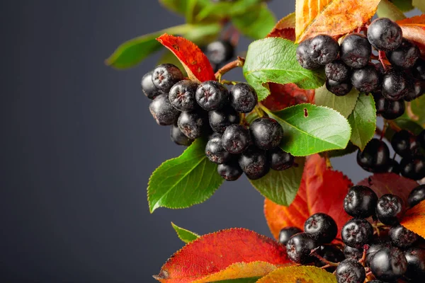 Svart Mandel Aronia Melanocarpa Med Blad Mörk Bakgrund Kopiera Utrymme — Stockfoto