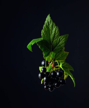 Yapraklı siyah frenk üzümü dalı ve siyah arka planda olgun meyveler..