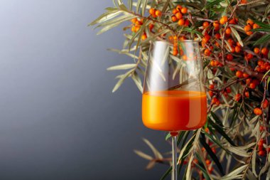 Bir bardak deniz dikenli vitamin suyu ve dalında taze deniz dikenli üzümler. Boşluğu kopyala.