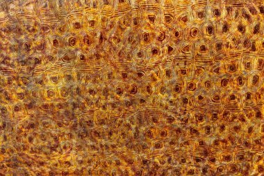 Süslü paslı metal yüzey.