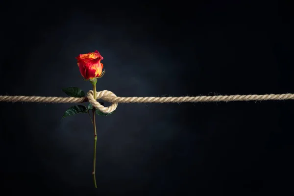 Czerwona Róża Jest Związana Szorstką Liną Koncepcja Niewolnictwa Lub Zakładnika — Zdjęcie stockowe