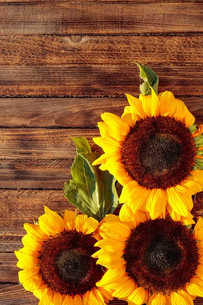 Blühende Sonnenblumen Auf Rustikalem Holzgrund Blick Über Den Kopf Grußkarte — Stockfoto