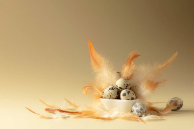 Bej arka planda bıldırcın yumurtası ve tüyleri. Boşluğu kopyala.