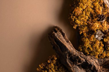 Soyut kuzey doğası sahnesi, bej arka planda liken, yosun ve eski pürüzler içeriyor. Üst Manzara. Boşluğu kopyala.