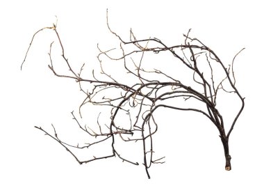 Karmaşık bir şekilde sarmalanmış bir çalılık beyaz bir arka planda izole edilir..