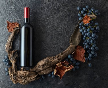 Bir şişe kırmızı şarap, mavi üzüm ve siyah taşlı arka planda eski asma parçaları. Üst Manzara. Boşluğu kopyala.