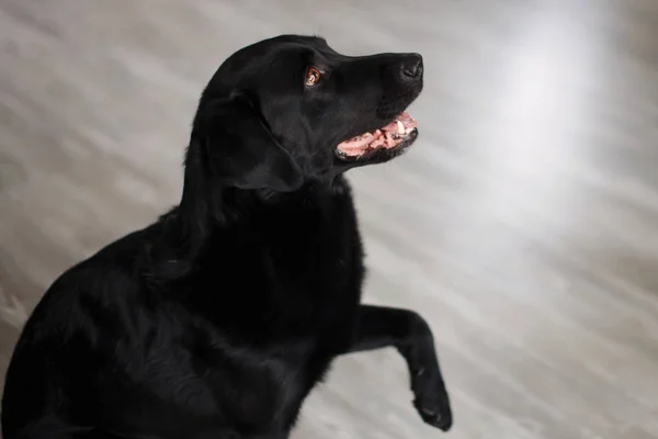 Divertido Perro Negro Grande Labrador Retriever Sentado Suelo Interior — Foto de Stock