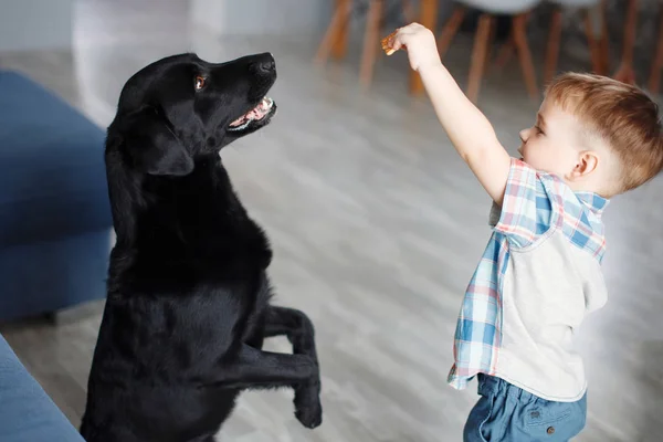 Sevimli küçük çocuk ile büyük bir siyah köpek evde mavi kanepede oturan bir labrador retriever oynuyor. Evcil hayvan ile çocuk arasındaki dostluk kavramı
