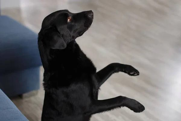 Divertido Perro Negro Grande Labrador Retriever Sentado Suelo Interior — Foto de Stock