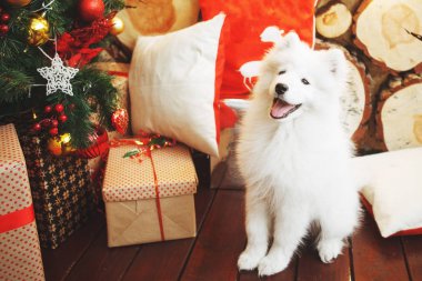 Hediye kutuları ile Noel ağacı yakınındaki beyaz tüylü köpek Laika Samoyed.