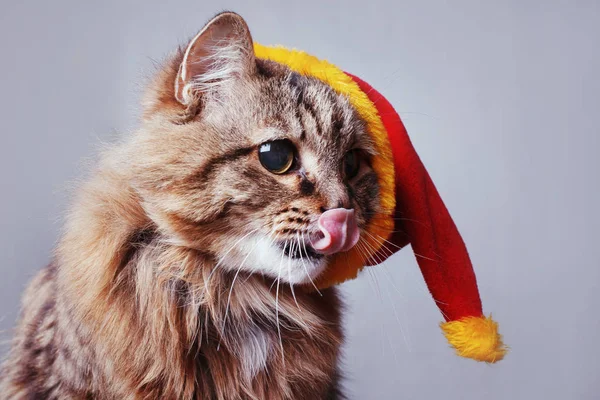 A cat in a Christmas hat of Santa Claus licked shows the tongue.