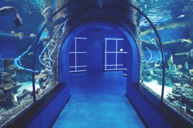 Çok renkli akvaryum balık, yosun ve mercan okyanus merkezi koyu mavi su şeffaf sualtı tüneli'nde.