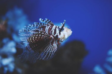 Çok renkli akvaryum lionfish, yosun ve mercan okyanus merkezi koyu mavi su.