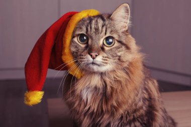 Noel Baba Noel şapka içinde bir kedi kameraya bakıyor.