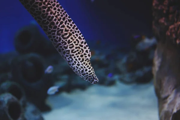 Wielobarwny Akwarium Ryby Glony Korale Ciemny Niebieski Wody Centrum Oceaniczny — Zdjęcie stockowe