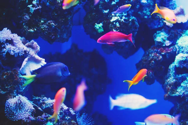 Wielobarwny Akwarium Ryb Rafa Koralowa Glony Korale Ciemny Niebieski Wody — Zdjęcie stockowe