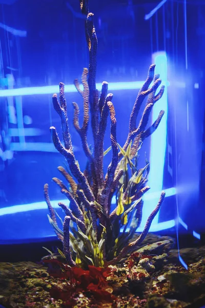 Wielobarwny Akwarium Ryby Glony Korale Ciemny Niebieski Wody Centrum Oceaniczny — Zdjęcie stockowe