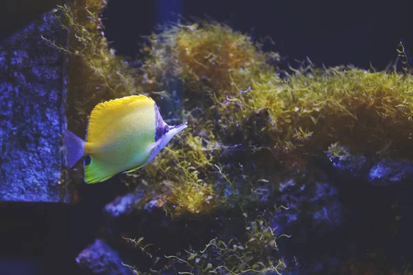Wielobarwny Akwarium Ryb Rafa Koralowa Lunula Glony Korale Ciemny Niebieski — Zdjęcie stockowe