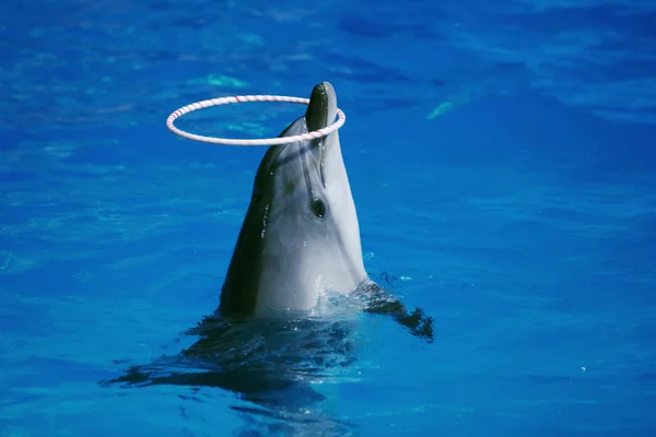 Морские Животные Плавают Дельфинарии Голубой Воде — стоковое фото