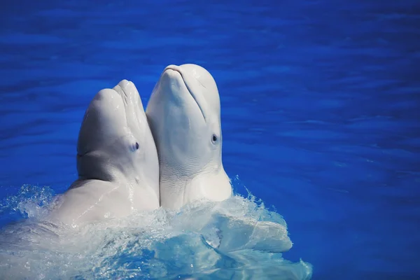 Морские Животные Два Танца Дельфина Плавание Дельфинарии Голубой Воде — стоковое фото