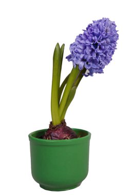 Bir yeşil çiçek tencerede tek Blooming sümbül. İzole.