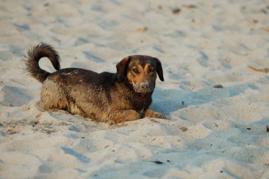Koyu kahverengi köpek kar üzerinde yalan.