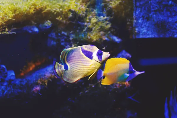 Wielobarwny Akwarium Ryb Rafa Koralowa Lunula Glony Korale Ciemny Niebieski — Zdjęcie stockowe