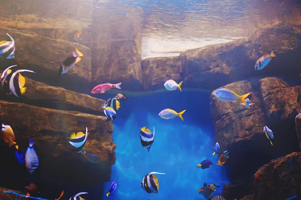 Aquarium Multicolore Récif Corallien Poissons Algues Coraux Dans Eau Bleu — Photo