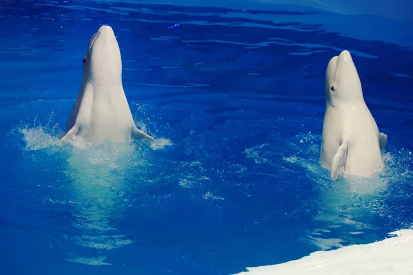 Animales Marinos Bailan Delfines Mulares Nadan Delfinario Agua Azul — Foto de Stock