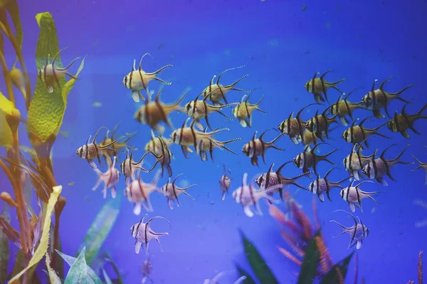 Rybki Akwariowe Wielobarwny Kardynał Glony Korale Ciemny Niebieski Wody Centrum — Zdjęcie stockowe