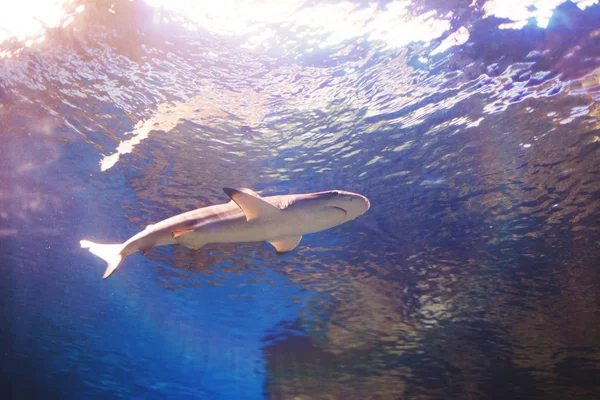 Vícebarevné Akvarijních Ryb Žraloků Řasy Korály Tmavě Modré Vody Centru — Stock fotografie