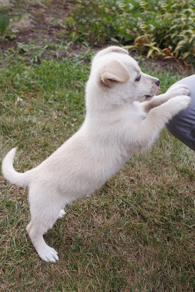 White Puppy Plays Pulls Frolics Mistress — Stock Photo, Image