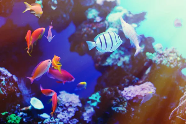 Wielobarwny Akwarium Ryb Rafa Koralowa Glony Korale Ciemny Niebieski Wody — Zdjęcie stockowe