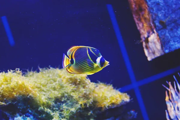 Vícebarevné Akvária Korálový Útes Mýval Butterflyfish Řasy Korály Tmavě Modré — Stock fotografie