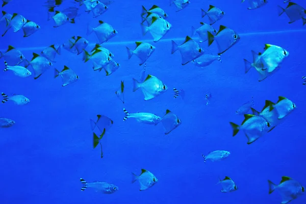 Acuario Multicolor Peces Algas Corales Agua Azul Oscuro Centro Oceánico — Foto de Stock