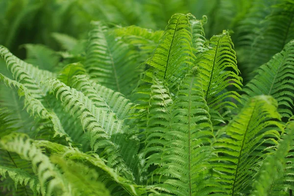 Schilderachtige Achtergrond Voor Het Ontwerp Van Fern Kreupelhout Selectieve Aandacht — Stockfoto