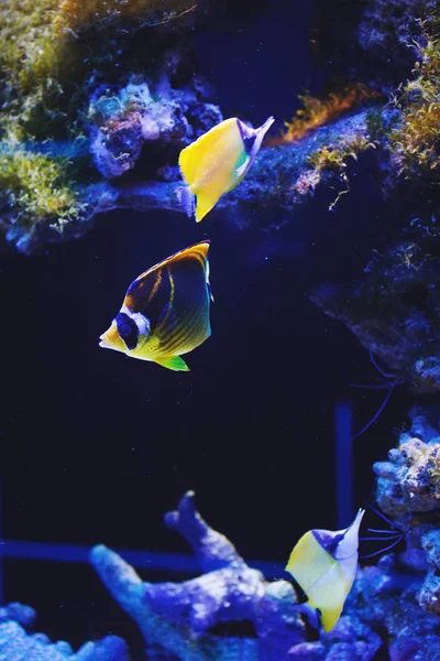 Vícebarevné Akvária Korálový Útes Mýval Butterflyfish Řasy Korály Tmavě Modré — Stock fotografie