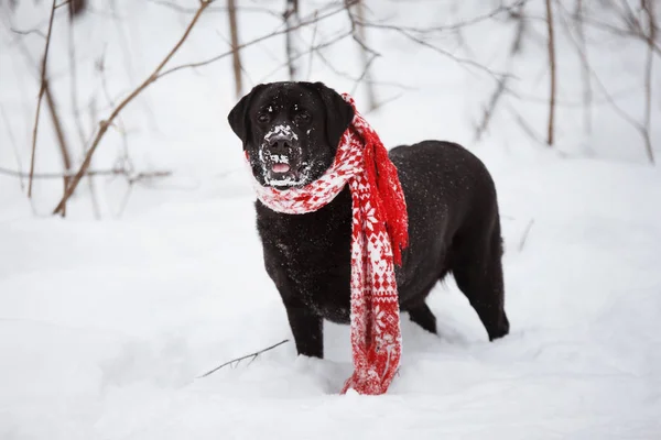 Black Labrador Retweaver wrapped in a red scarf on white snow in the forest. — Stock Photo, Image