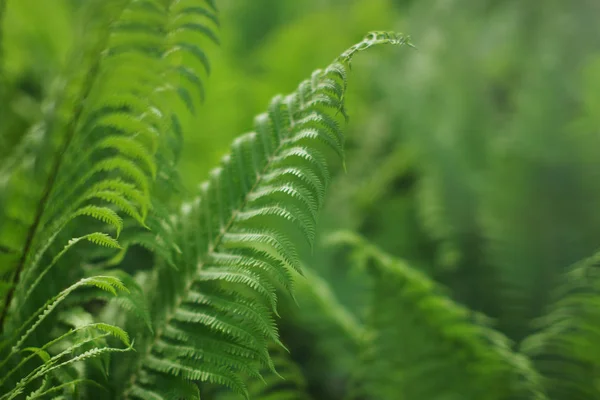 Schilderachtige Achtergrond Voor Het Ontwerp Van Fern Kreupelhout Selectieve Aandacht — Stockfoto