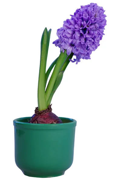 Lilac Hyacinth Flower Pot Gray Wooden Background Gift Valentine Day — Stock Photo, Image