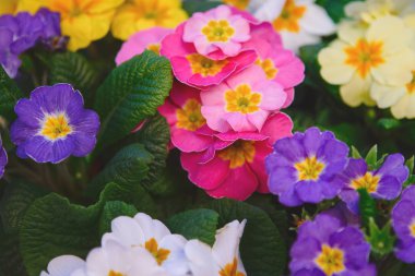 Arka plan, seçici odak olarak güzel renkli çiçekler