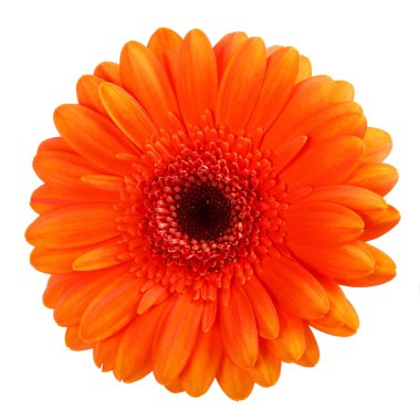 Beyaz arka plan üzerinde izole bir gerbera çiçek