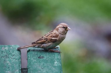 Serçe Park, seçici odak yeşil bankta