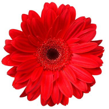 Beyaz arka plan üzerinde izole bir gerbera çiçek